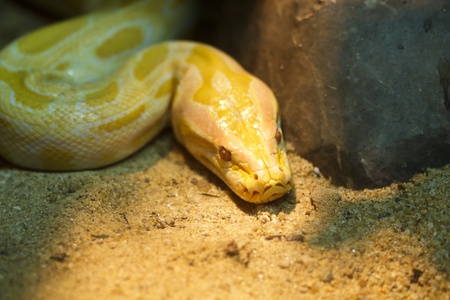 Yellow snake in the cage  	の写真素材