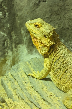 The brown chameleon, iguana in the farmの写真素材