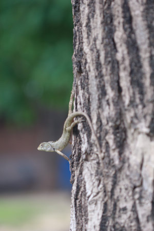 Chameleons in the trees looking for prey 