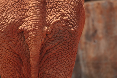 The African elephant has beautiful buttocksの写真素材