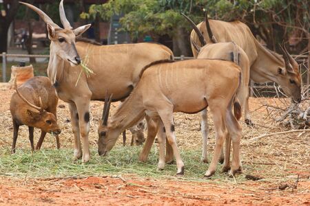 Herds of deer eating grass green happinessの写真素材