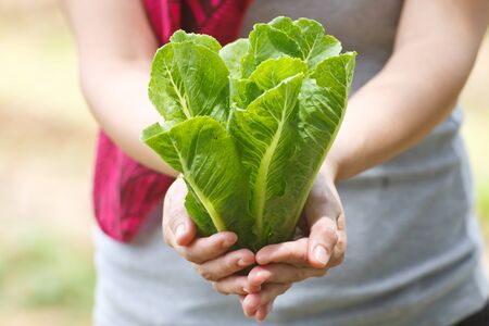 Lady's hand holding a fresh young plantの写真素材