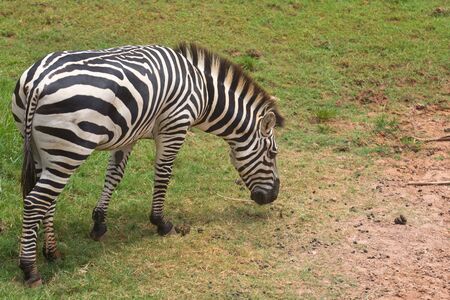 Zebra eating grass in a field with happiness.の写真素材