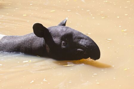 Malayan tapir swimming animals are as comfortable mood の写真素材