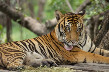 Portrait of a Royal Bengal tiger alert and staring at the cameraの写真素材