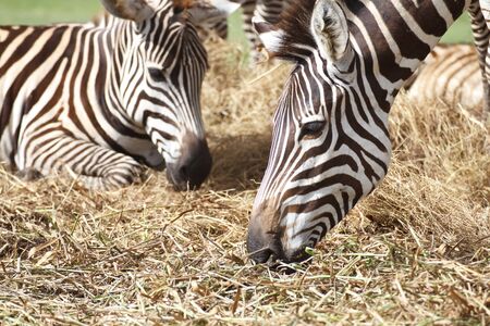 Zebra herd was eating grass in dry and comfortable.の写真素材