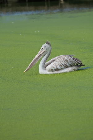 Brown pelican swimming in a lake herdの写真素材