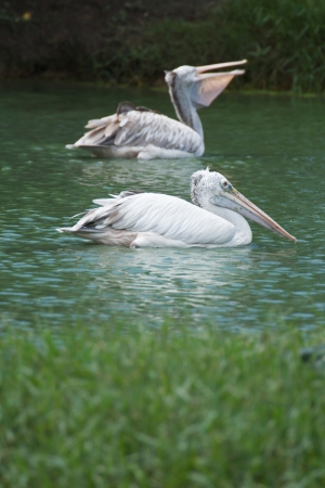 Brown pelican swimming in a lake herdの写真素材