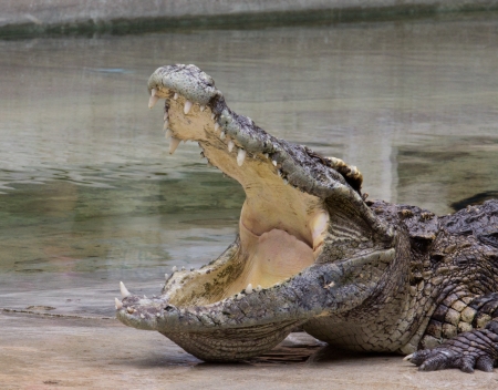 Crocodile is half land half water animal ferocity.の写真素材