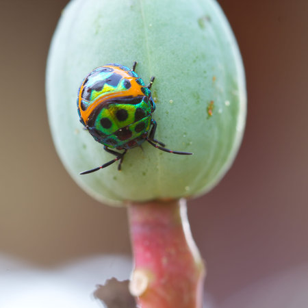 Beetles feeding on a colorful flower in the morning.