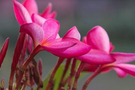 Frangipani is a beautiful red color is uniqueの写真素材