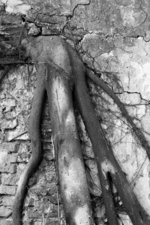 Brick wall with tree roots and oldの写真素材