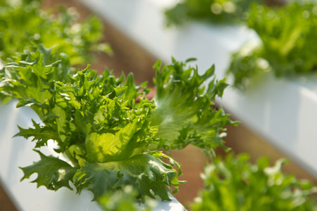 Hydroponics Vegetable the nutrition in the future.