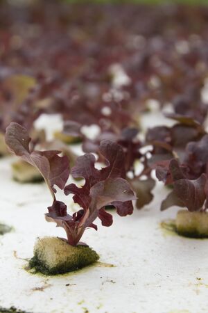 Hydroponics Vegetable the nutrition in the future.の写真素材