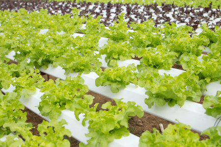Hydroponics Vegetable the nutrition in the future.の写真素材