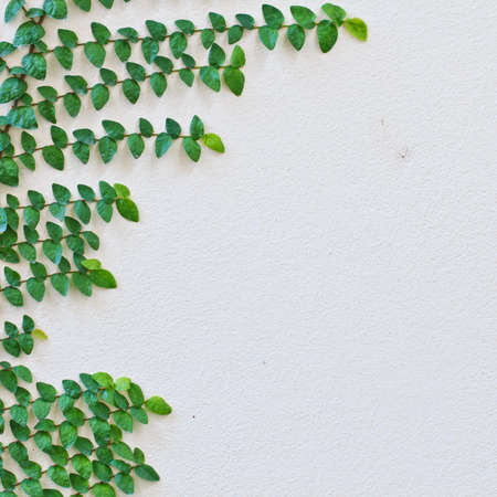 Ivy on a white wall.の写真素材