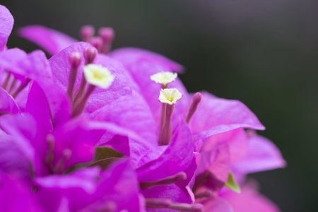 Pink bougainvillea flowers fresh look beautiful.