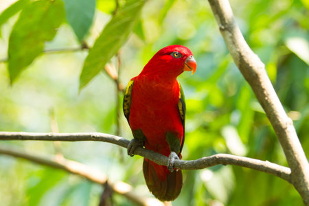 Beautiful red parrot bird close up