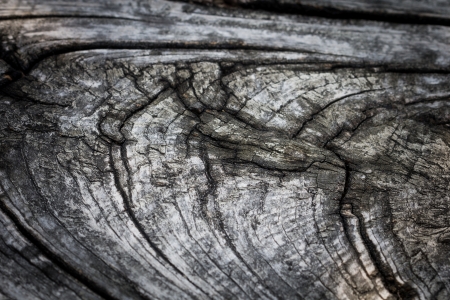 close-up wooden cut textureの写真素材