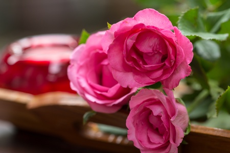 Beautiful pink rose in a gardenの写真素材