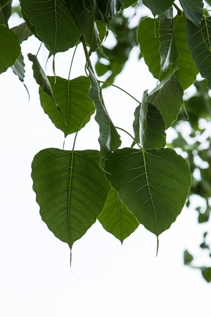 Bo leaves on a white background.の写真素材