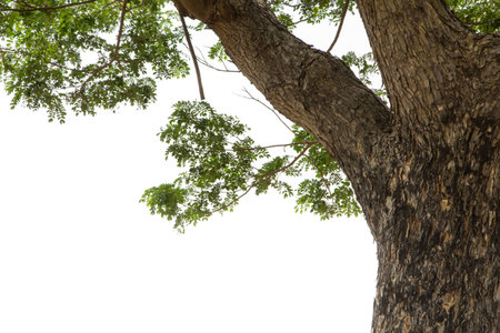 Trees, sprawling on a white background.