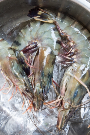 Large fresh shrimp on ice and cook.の写真素材