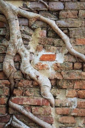 banyan tree roots entangle overgrown old brick wall in the ancient ruined thai capital of Angthong thailandの写真素材