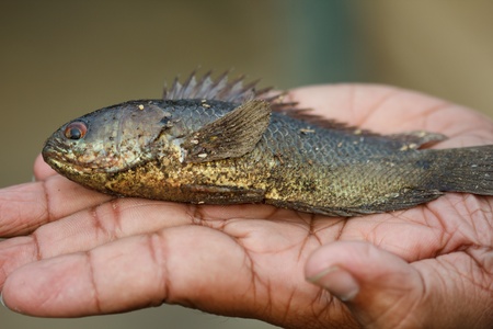 hand removing fish and holding them up for a closer look.の写真素材