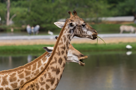 giraffes in the zoo safari parkの写真素材