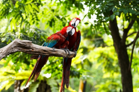 Colorful couple macaws sitting on logの写真素材
