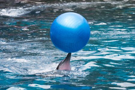 Dolphins swimming and playing ball blue.の写真素材