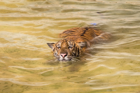 tiger in river staring at cameraの写真素材