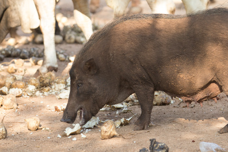 Boar feeding on the ground の写真素材