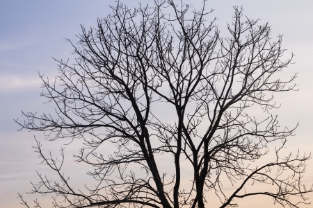 tree branches without leaves in autumn against the blue skyの写真素材