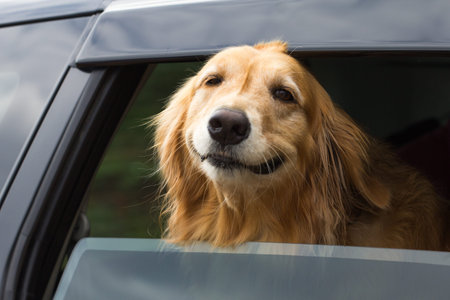Breed Golden Retriever River filed out of the car window.の写真素材
