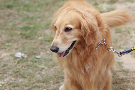 purebred golden retriever dog sitting on grassの写真素材