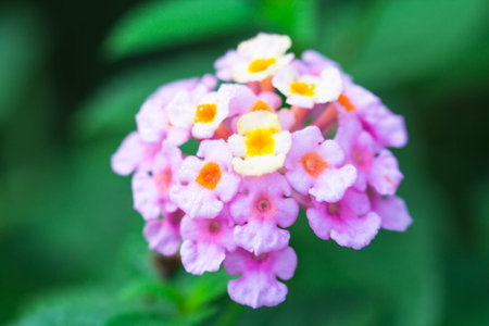 Lantana Flowers in a Nature Garden, Fresh Flowers
