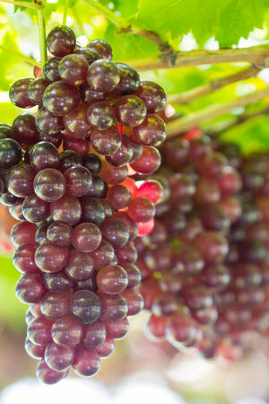 ripening red grape clusters in the farmの写真素材