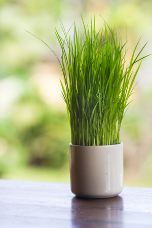 Wheatgrass growing in a white vase decorated tableware.の写真素材