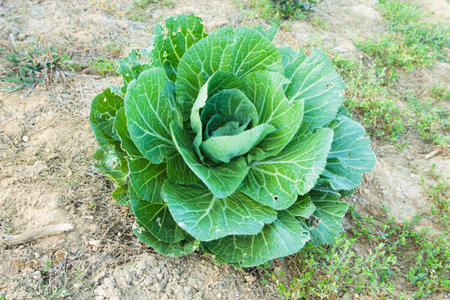 close-up of fresh cabbage in the vegetable garden