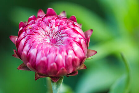Dry straw flower or everlasting ,Helichrysum bracteatumの写真素材