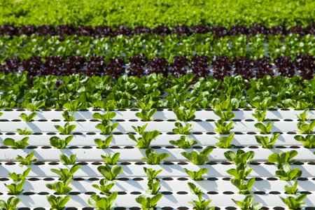Close up of Hydroponic Plantation in the farmの写真素材