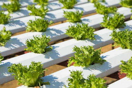 Organic hydroponic vegetable cultivation farm.