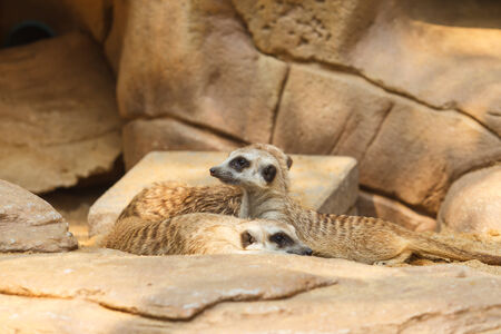 cute Meerkat or Suricate sitting on sandの写真素材