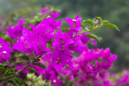 Pink bougainvillea flowers in the garden.