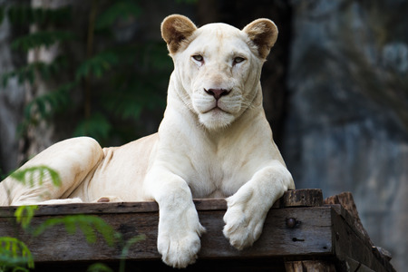 White Tiger  lying on wooden in Zoo,の写真素材
