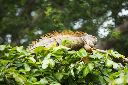 Closeup Portrait Of A orange Iguana (Iguana iguana)の写真素材