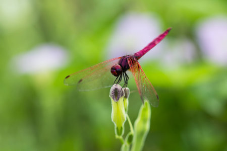A red dragonfly at rest Sympetrum vulgatumの写真素材