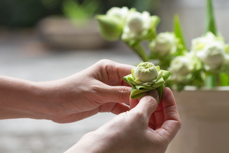 close up woman folding petal white lotus for pray  Buddha in thai cultureの写真素材